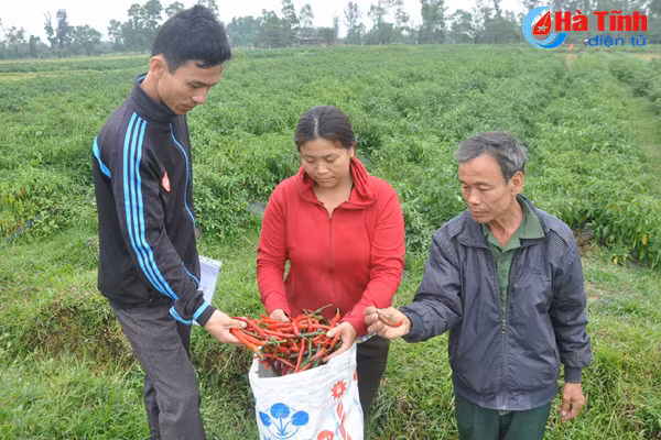 trong ot lien ket khong thanh nong dan ha tinh nem du cay