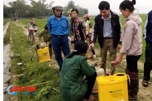 bao dong do benh dao on co bong tren 40 000 ha lua xuan