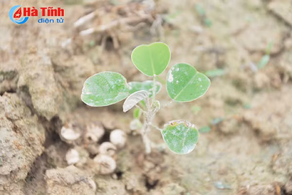 thoi tiet lam kho nguoi trong duoc lieu ha tinh
