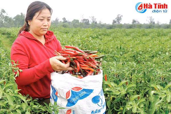 trong ot lien ket khong thanh nong dan ha tinh nem du cay
