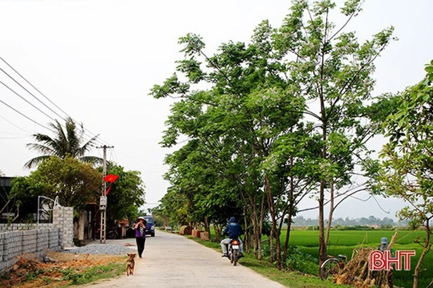 Màu xoan tím tháng ba