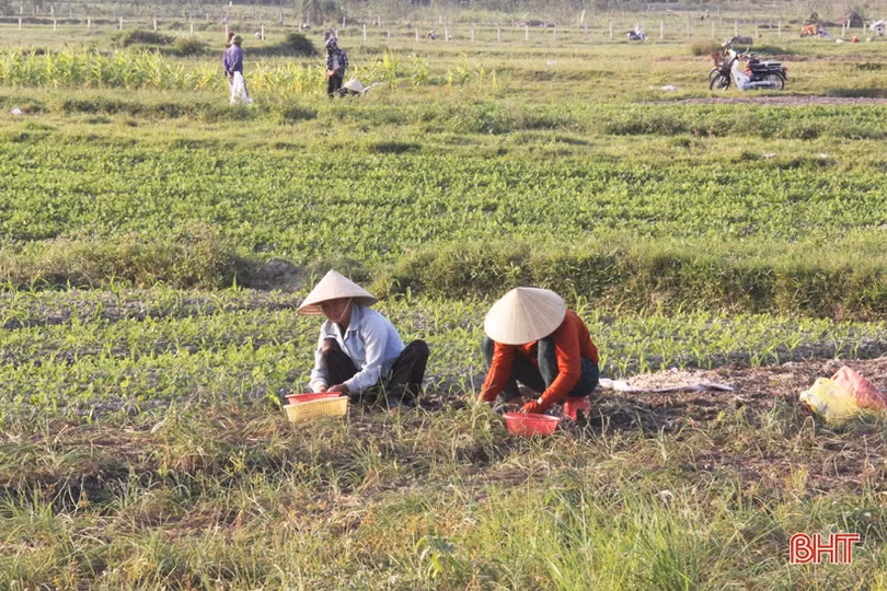 Về Hà Tĩnh xem nông dân “bới đất” kiếm... tiền