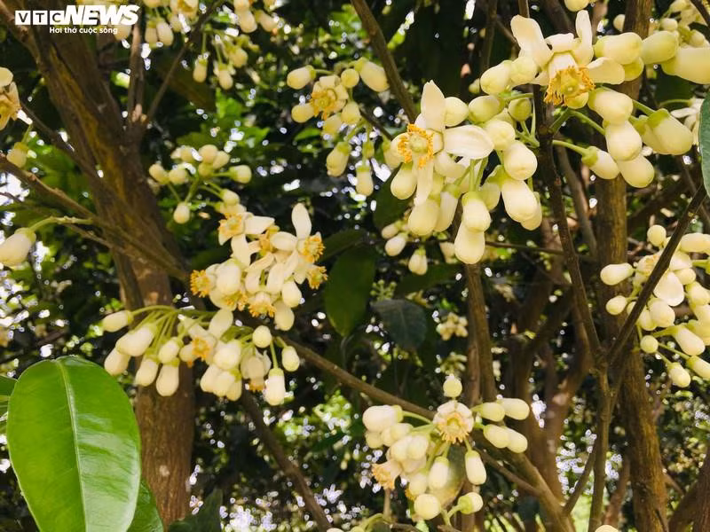 Hoa bưởi Diễn nở trắng một góc trời Hà Nội