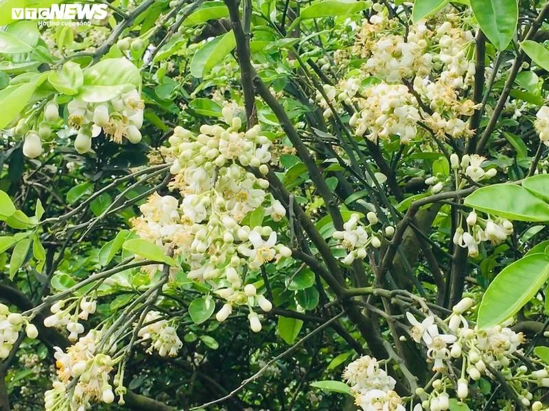 Hoa bưởi Diễn nở trắng một góc trời Hà Nội