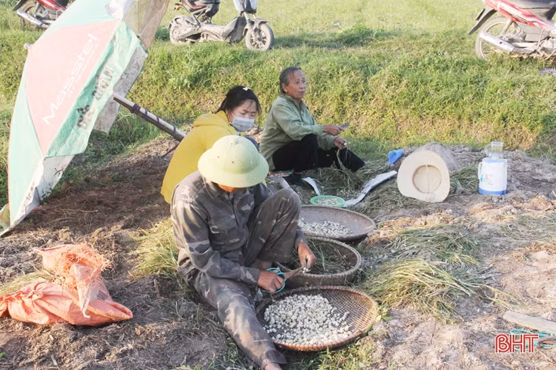 Về Hà Tĩnh xem nông dân “bới đất” kiếm... tiền