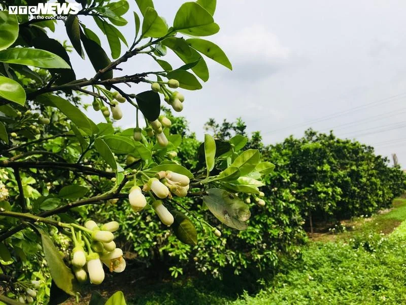 Hoa bưởi Diễn nở trắng một góc trời Hà Nội