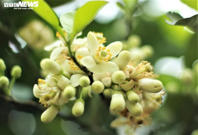 Hoa bưởi Diễn nở trắng một góc trời Hà Nội