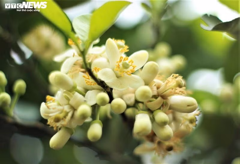 Hoa bưởi Diễn nở trắng một góc trời Hà Nội