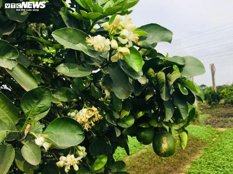 Hoa bưởi Diễn nở trắng một góc trời Hà Nội