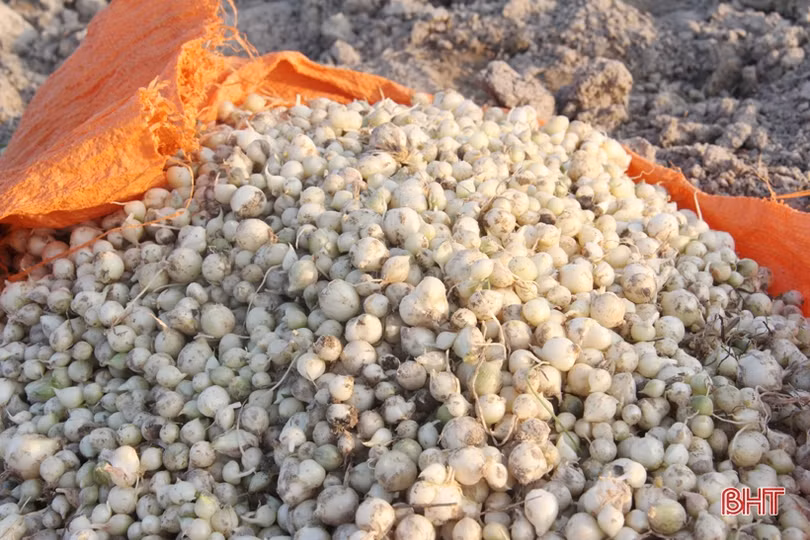 Về Hà Tĩnh xem nông dân “bới đất” kiếm... tiền