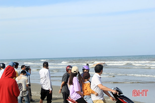 Xác cá voi “khủng” dạt vào bờ biển Hà Tĩnh