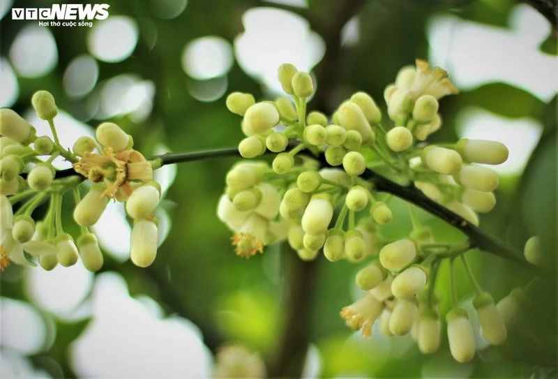 Hoa bưởi Diễn nở trắng một góc trời Hà Nội