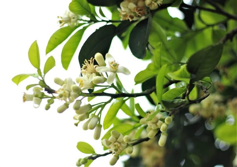 Hoa bưởi Diễn nở trắng một góc trời Hà Nội