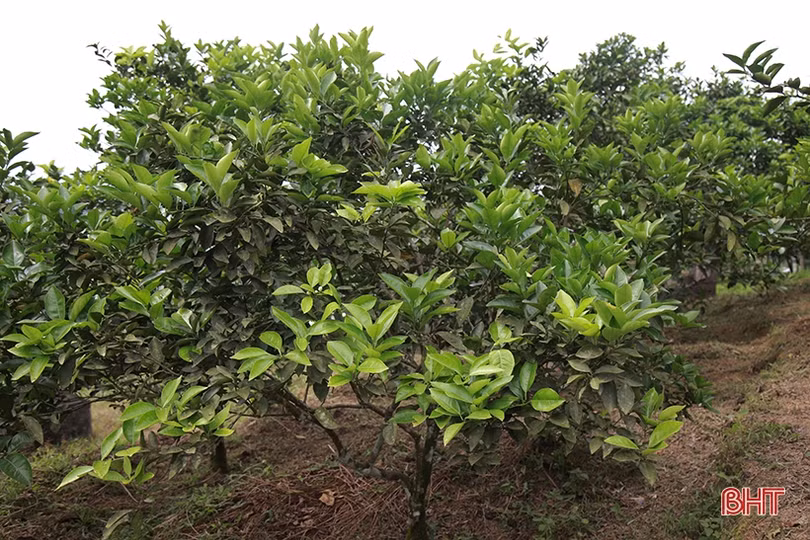 Tỷ lệ ra hoa thấp, người trồng cam Hà Tĩnh “đứng ngồi không yên”