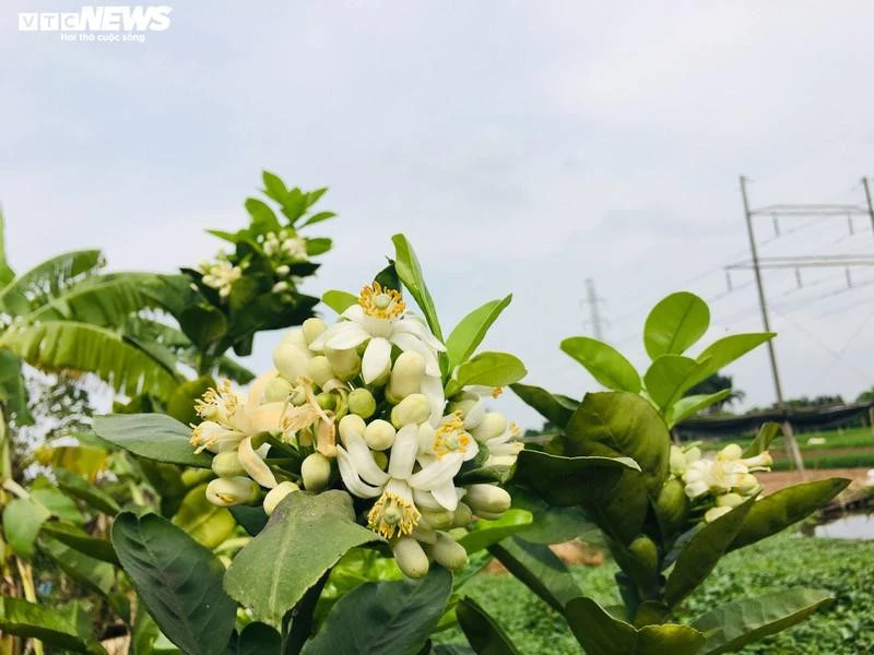 Hoa bưởi Diễn nở trắng một góc trời Hà Nội