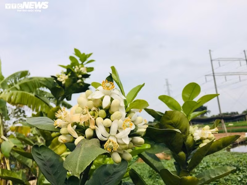Hoa bưởi Diễn nở trắng một góc trời Hà Nội