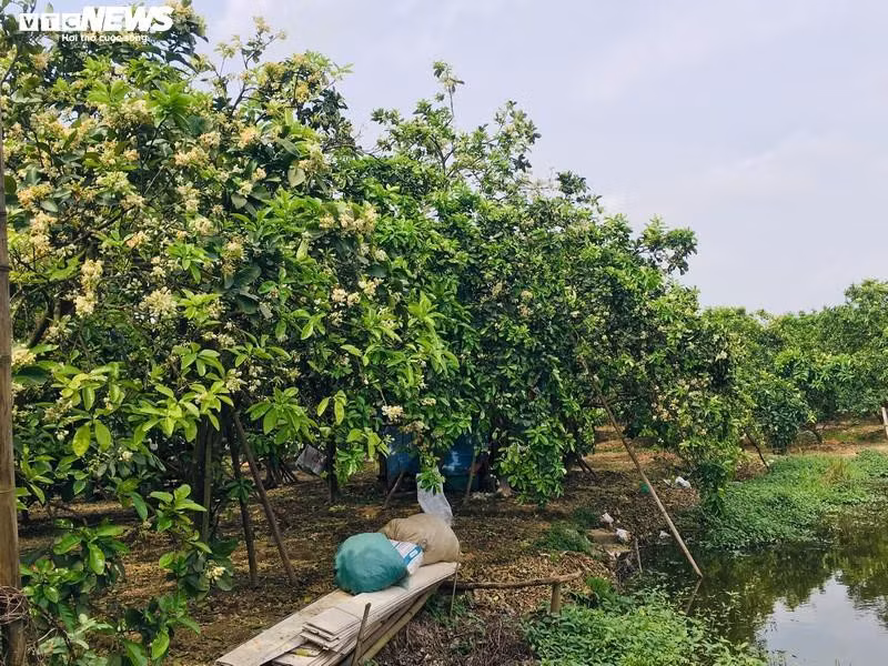 Hoa bưởi Diễn nở trắng một góc trời Hà Nội