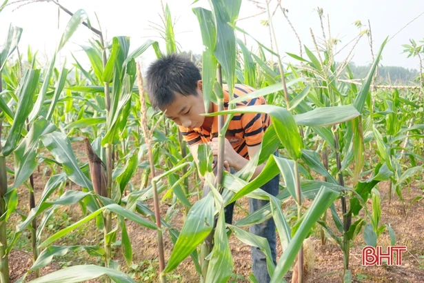 Bố đột ngột qua đời, người mẹ mù biết lấy gì nuôi 3 con thơ