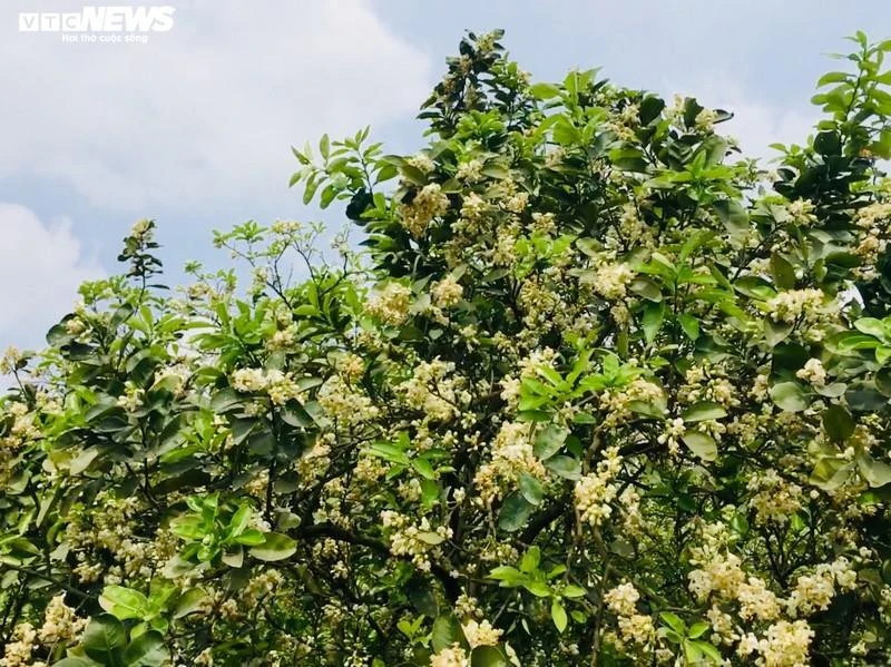 Hoa bưởi Diễn nở trắng một góc trời Hà Nội