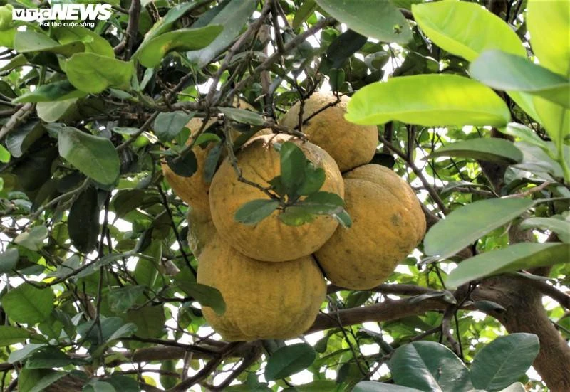 Hoa bưởi Diễn nở trắng một góc trời Hà Nội