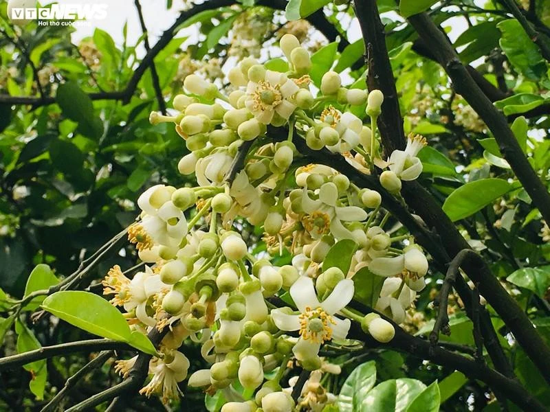 Hoa bưởi Diễn nở trắng một góc trời Hà Nội