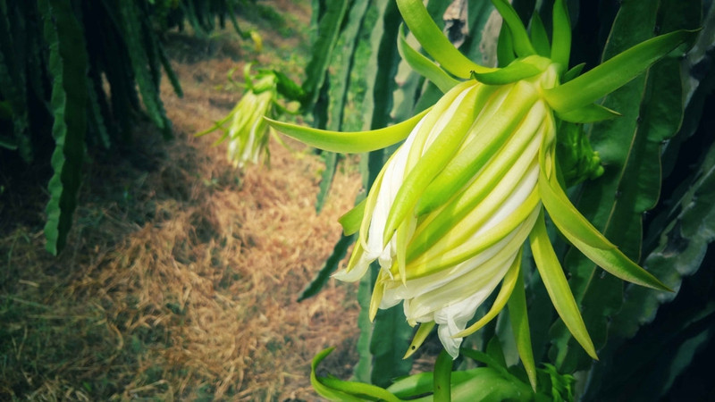 he ky thu tren cung duong bien nam trung bo tay nguyen