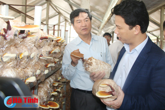 san xuat nam theo huong cong nghe cao san pham hang hoa