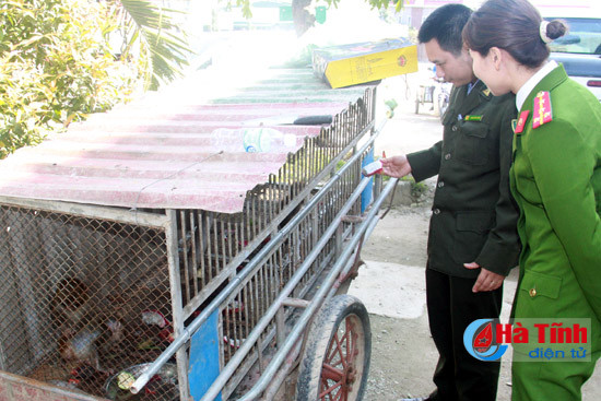 kip thoi giai cuu 3 ca the khi vang nuoi nhot trai phep