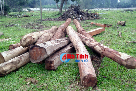 thu giu nhieu khoi go tap ket trai phep o huong khe