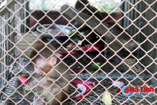 kip thoi giai cuu 3 ca the khi vang nuoi nhot trai phep