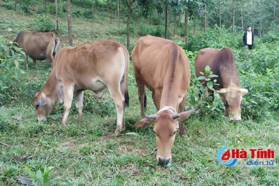 som lam ro vu 8 con bo chet bat thuong o huong khe