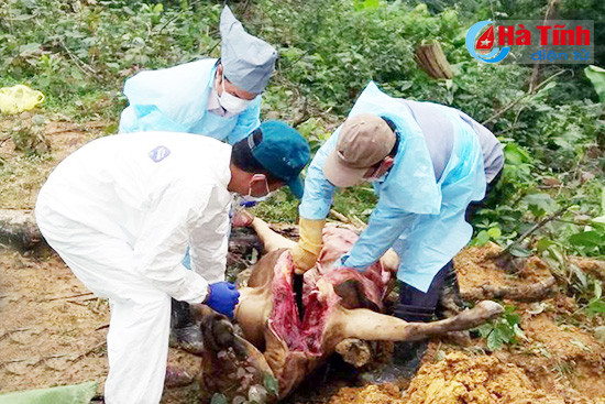 tieu huy 8 con bo chet bat thuong cua mot ho dan huong khe