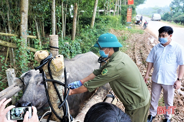 Hương Khê: Tiêm phòng cho 80% đàn vật nuôi trước tháng 6/2022