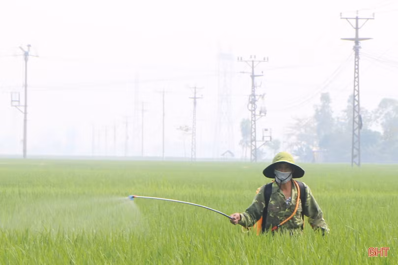 Hà Tĩnh: Ngăn đạo ôn cổ bông hại lúa xuân diện rộng