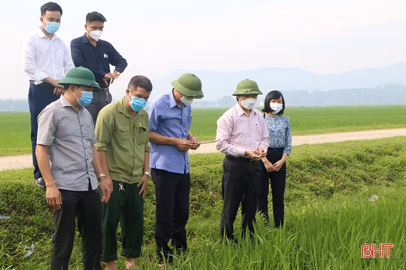 Xử lý khẩn trương, tiếp tục phun phòng bệnh đạo ôn trên diện rộng lúa xuân