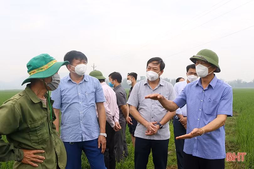 Xử lý khẩn trương, tiếp tục phun phòng bệnh đạo ôn trên diện rộng lúa xuân