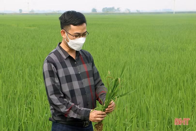 Hà Tĩnh: Ngăn đạo ôn cổ bông hại lúa xuân diện rộng