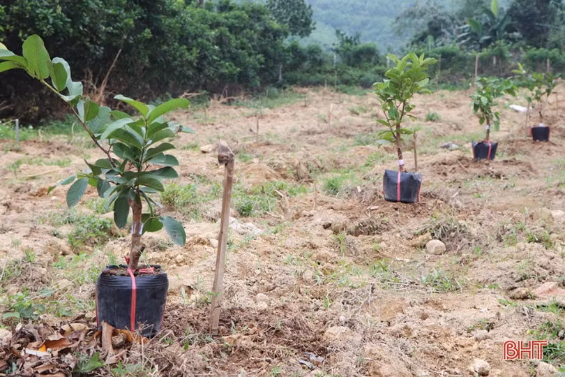 Vũ Quang xây dựng 5 mô hình sản xuất nông nghiệp hữu cơ đầu tiên trên địa bàn