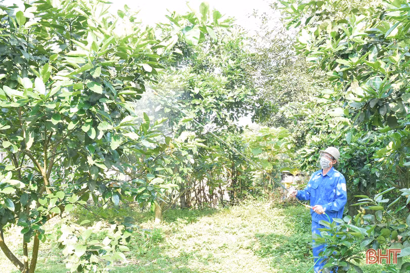 Đặc sản Hà Tĩnh bị sâu bệnh tấn công, nông dân rốt ráo phòng trừ