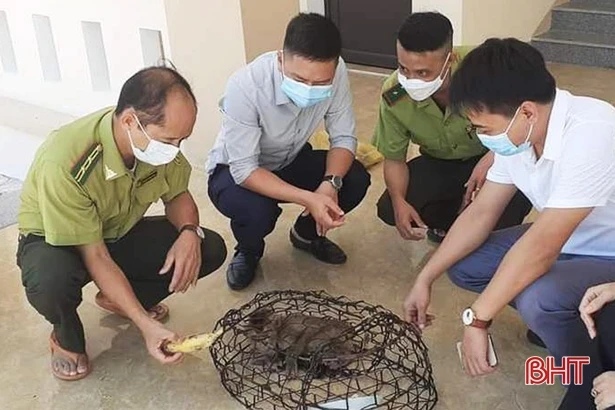 Lộc Hà triển khai tốt phương án bảo vệ 1.587 ha rừng