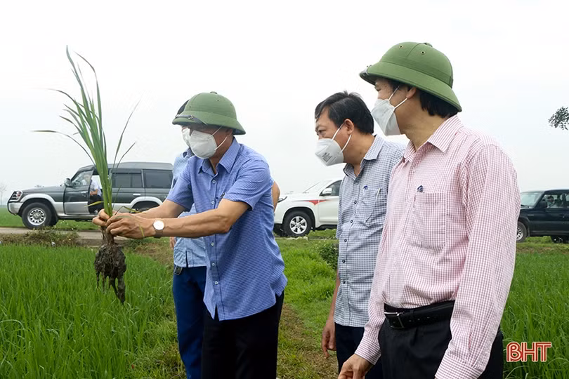 Xử lý khẩn trương, tiếp tục phun phòng bệnh đạo ôn trên diện rộng lúa xuân
