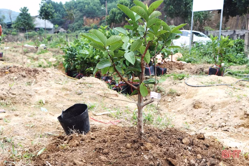 Vũ Quang xây dựng 5 mô hình sản xuất nông nghiệp hữu cơ đầu tiên trên địa bàn