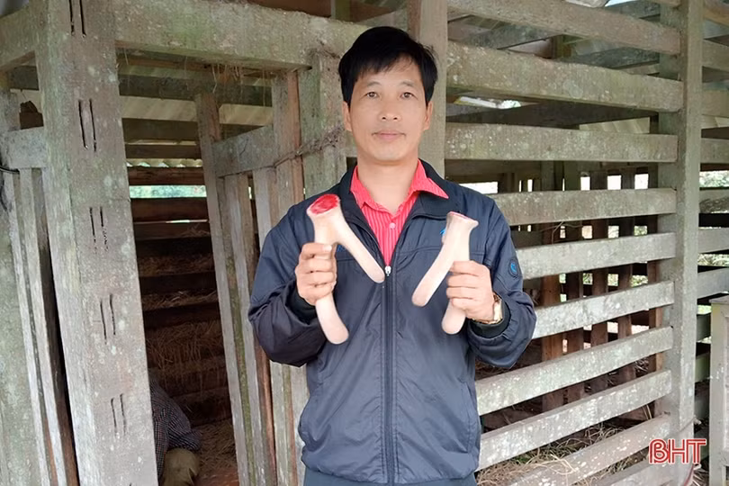 Sức mua chậm, nhung hươu Hương Sơn rớt giá