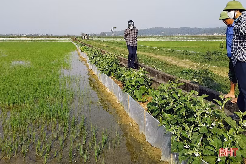 Sâu bệnh xuất hiện trên lúa, các địa phương chủ động phòng trừ