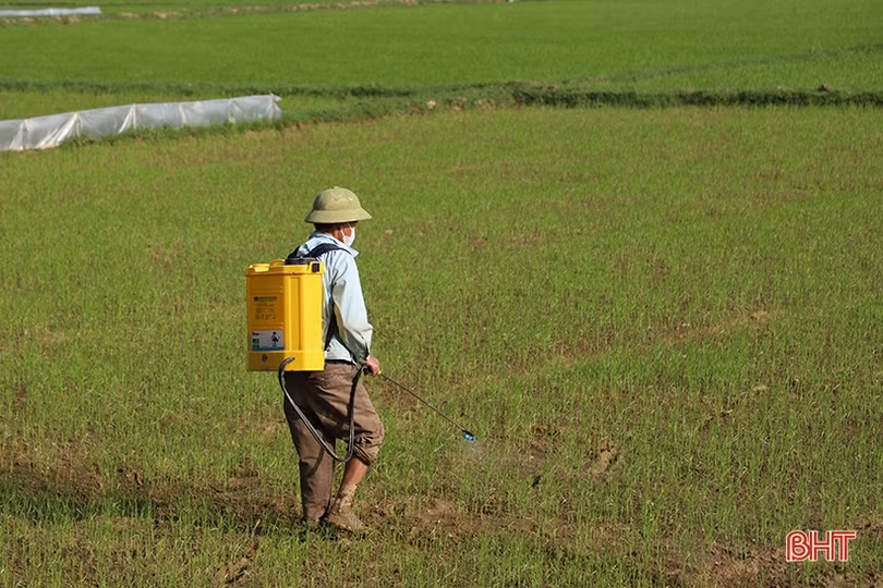 Sâu bệnh xuất hiện trên lúa, các địa phương chủ động phòng trừ