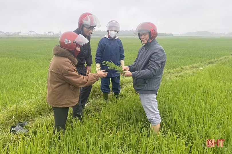 Bệnh đạo ôn lá “xuất quân”, Nghi Xuân khẩn trương phòng trừ