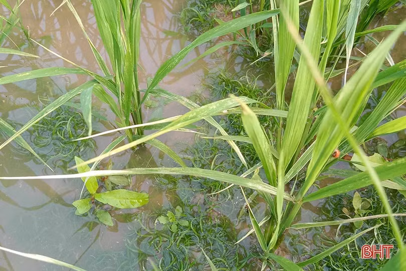 Sâu bệnh xuất hiện trên lúa, các địa phương chủ động phòng trừ