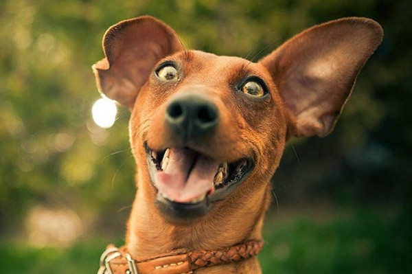 chum anh chung minh dong vat co the cuoi toe toet nhu nguoi