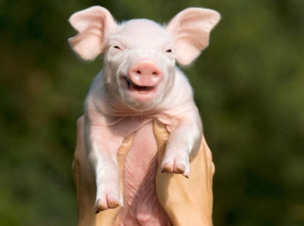 chum anh chung minh dong vat co the cuoi toe toet nhu nguoi