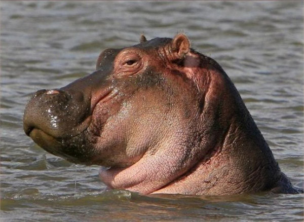 chum anh chung minh dong vat co the cuoi toe toet nhu nguoi